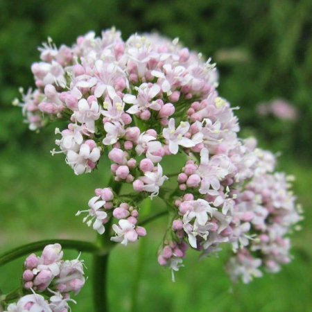 PLANTE AROMATICE SI MEDICINALE - Semințe de valeriană