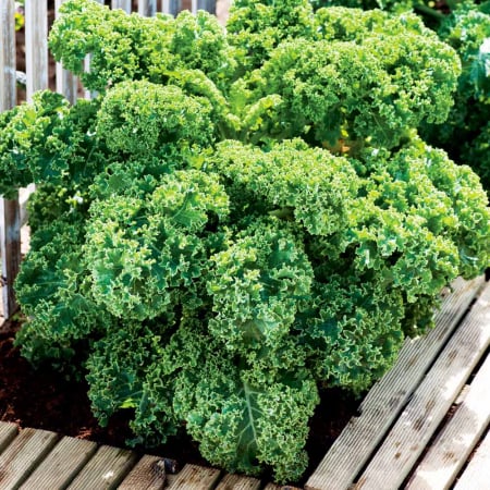 LEGUME - Semințe de varză kale "Dwarf Green Curled"