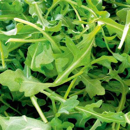 PLANTE AROMATICE SI MEDICINALE - Semințe de rucola sălbatică