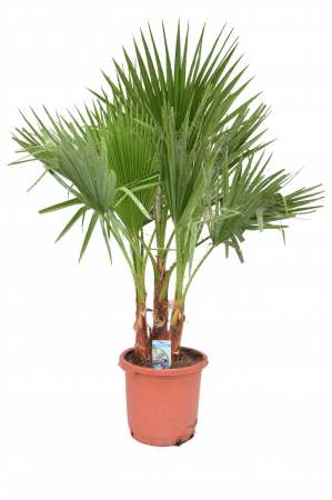 Semințe de palmier "Washington" [0]