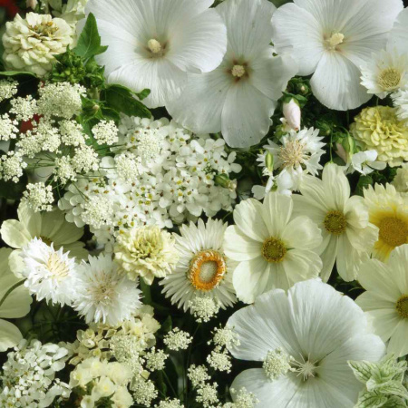 ARUNCA SA CREASCA - Semințe de flori albe "Flower Dreams Mix"