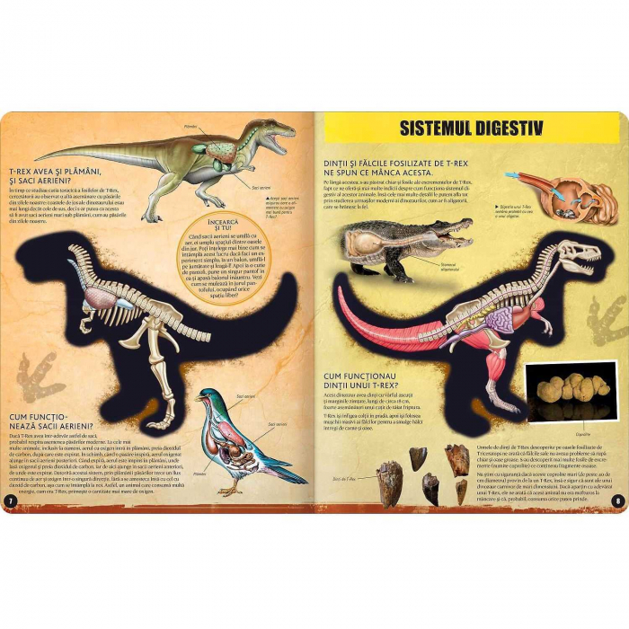 T-REX – model 3D Editura Kreativ EK6537 [2]