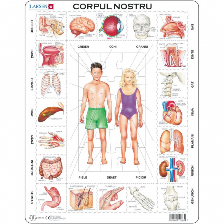 JOCURI SI JUCARII - Puzzle Corpul Nostru, 35 Piese Larsen LROB1-RO
