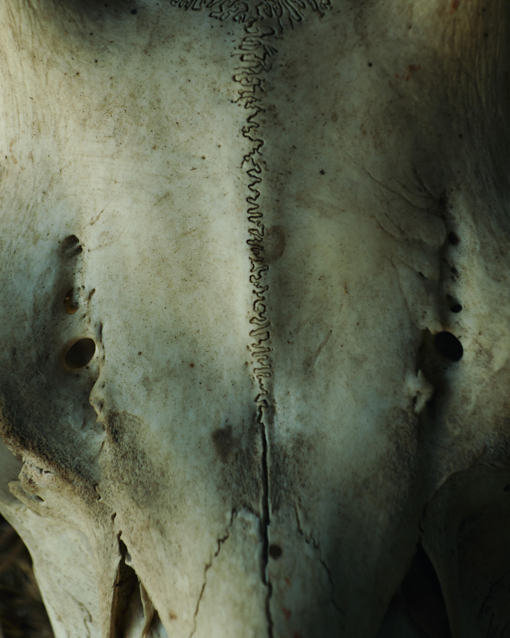 CĂLDURA PĂDURILOR DIN TONO