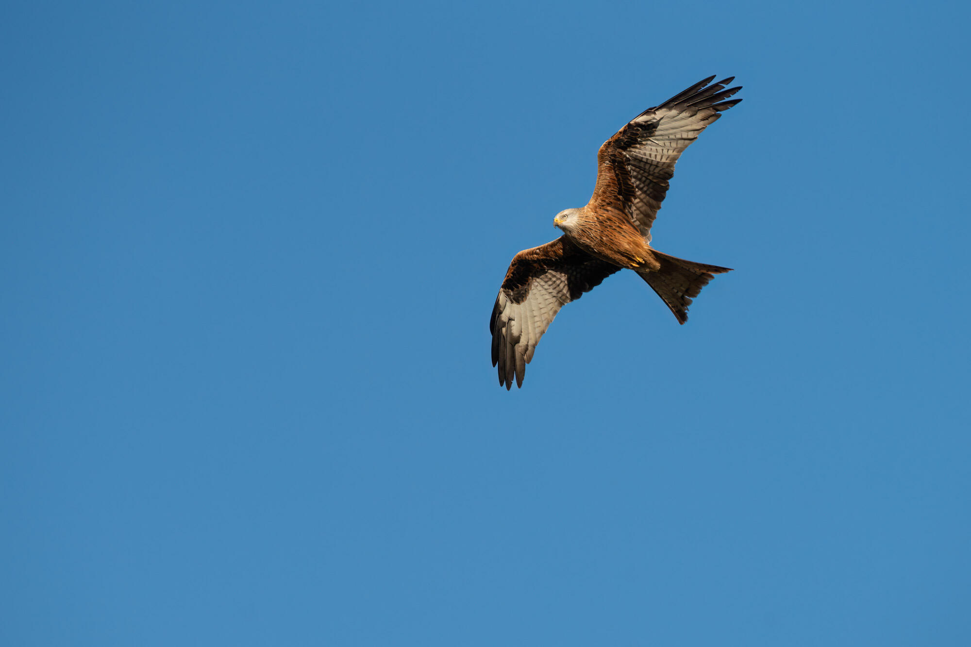 Andrew James 300-600mm 05