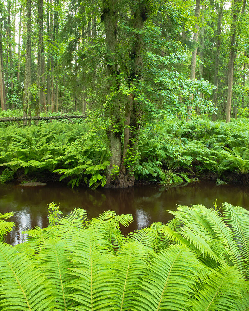 RĂTĂCIND PRIN TĂRÂMUL VERDE DE POVESTE