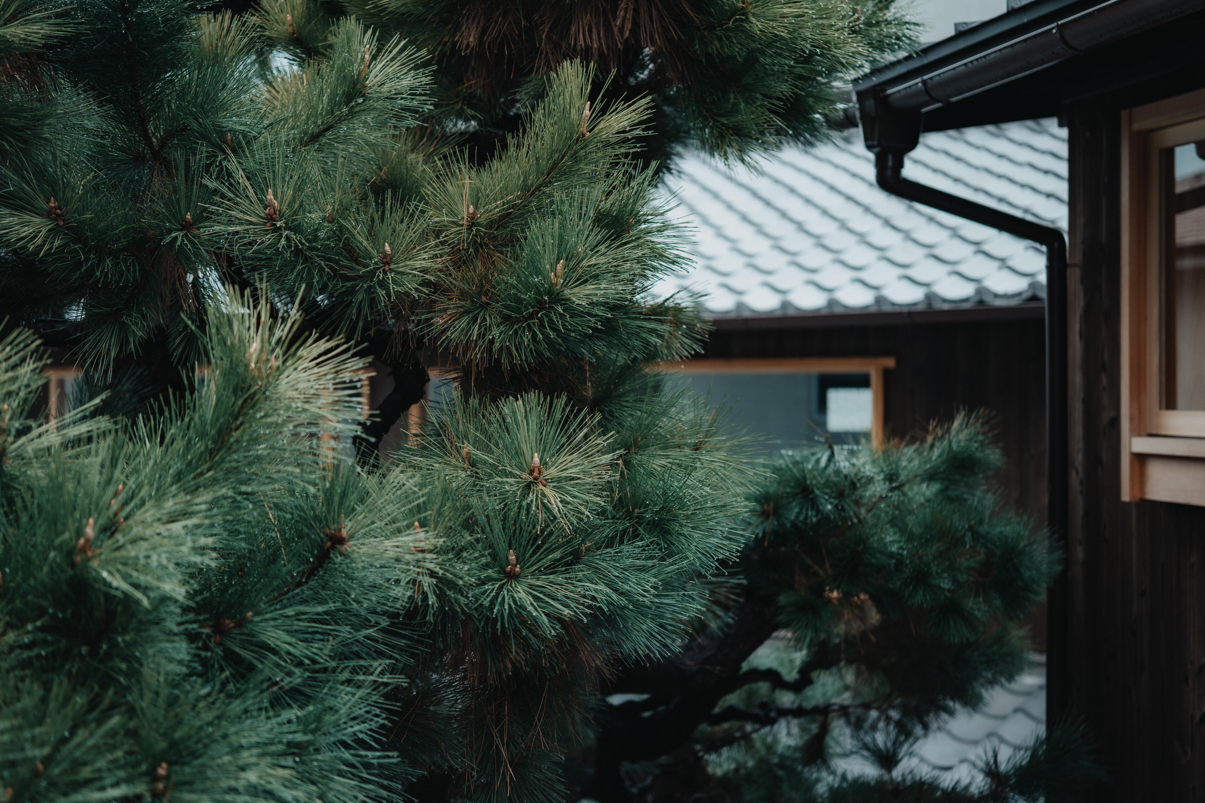 Naoki Miyashita 17-40mm 16