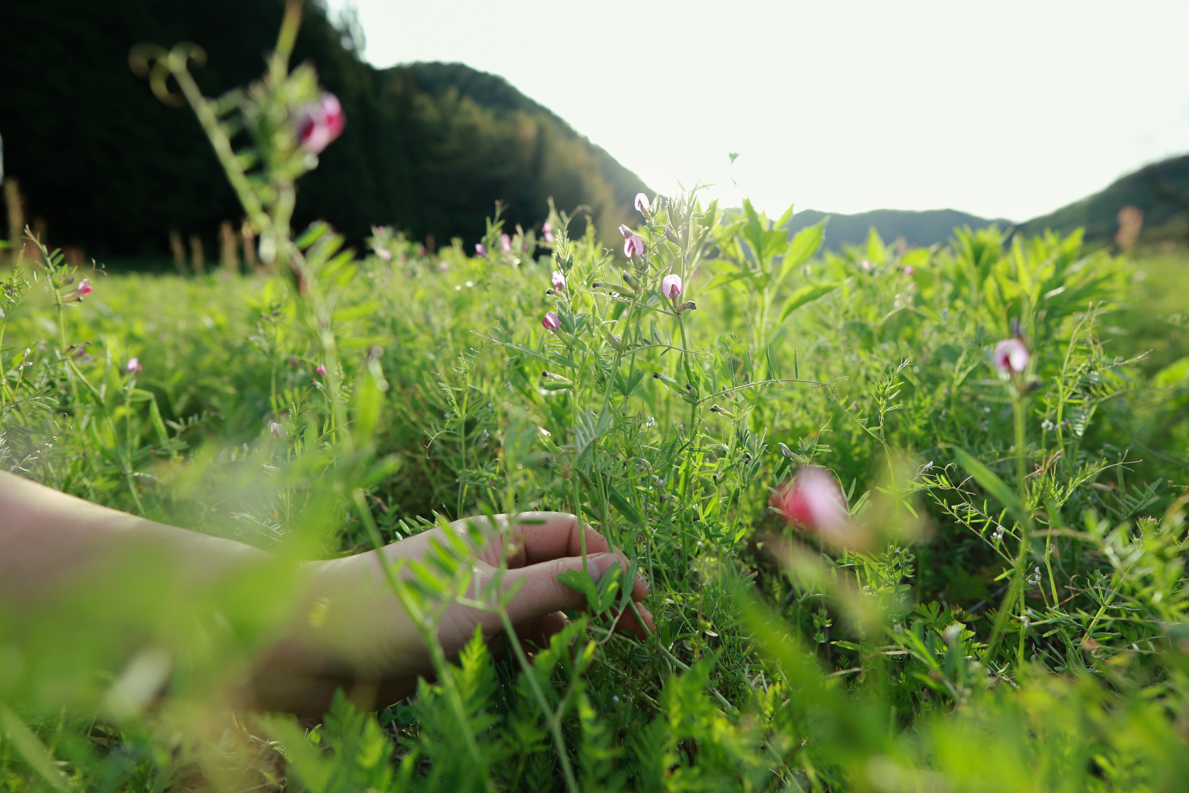 Yuri Nanasaki 12mm 11