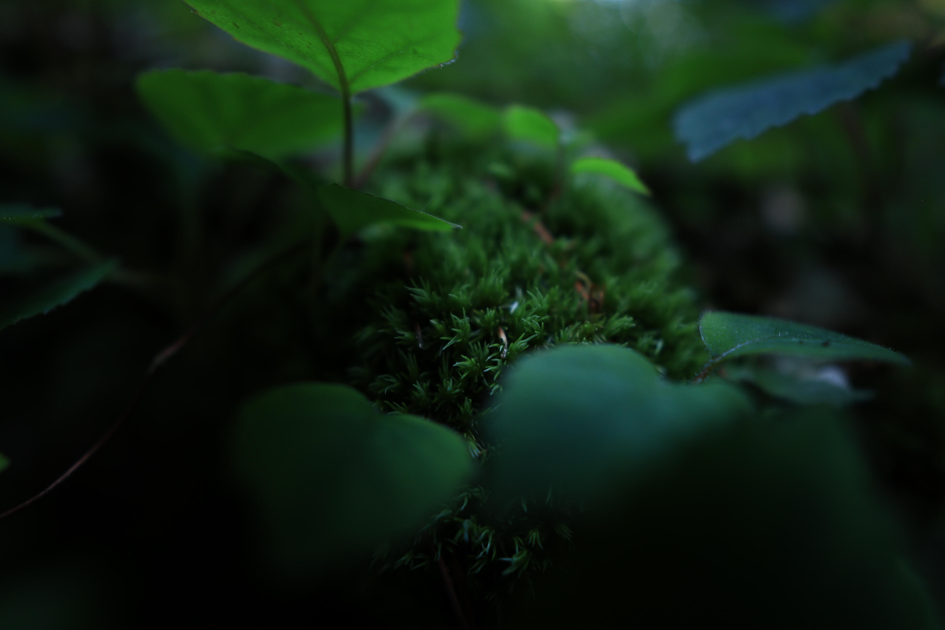 Yuri Nanasaki 12mm 24