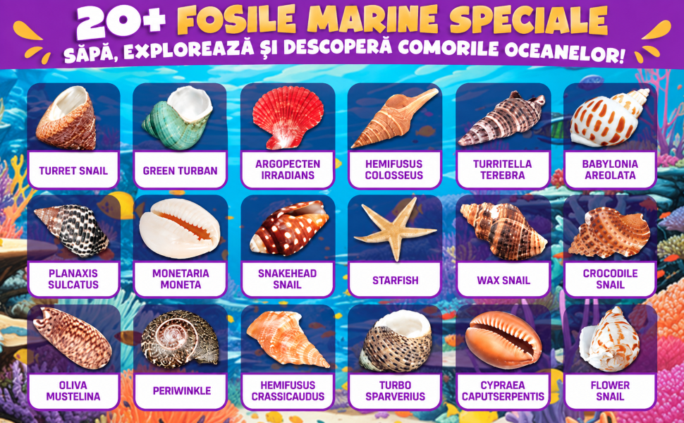 20+ fosile marine speciale, de la steaua de mare la melcii cu spirală