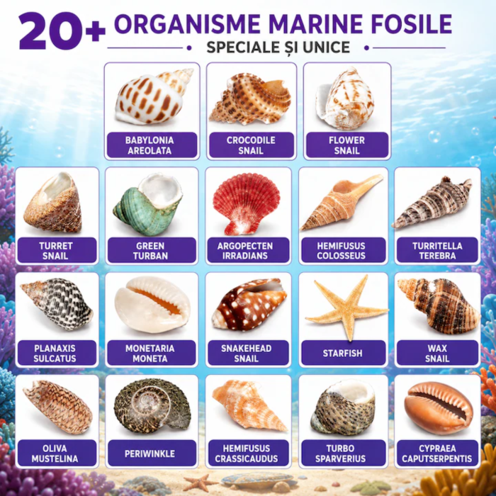 20+ organisme marine: scoici, melci de mare și o stea de mare, fiecare cu numele ei