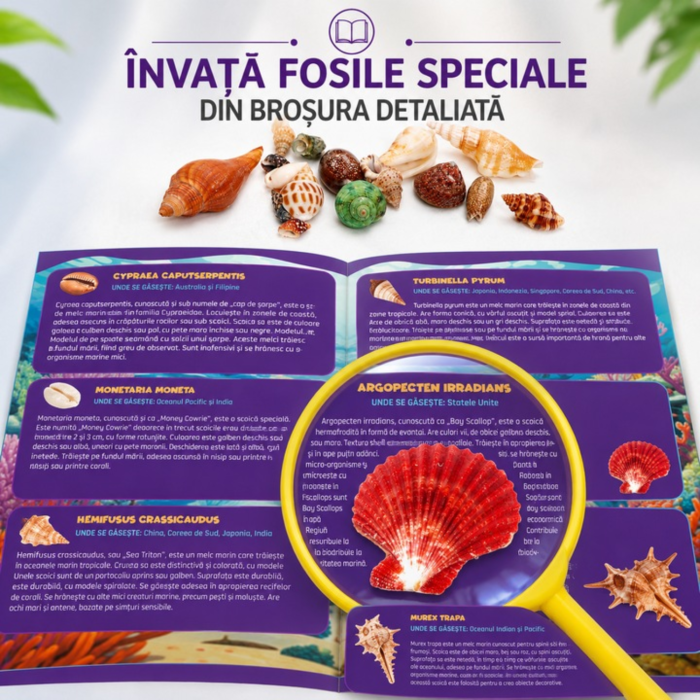 Broșura cu fișe despre scoici: nume, unde se găsesc, cum arată