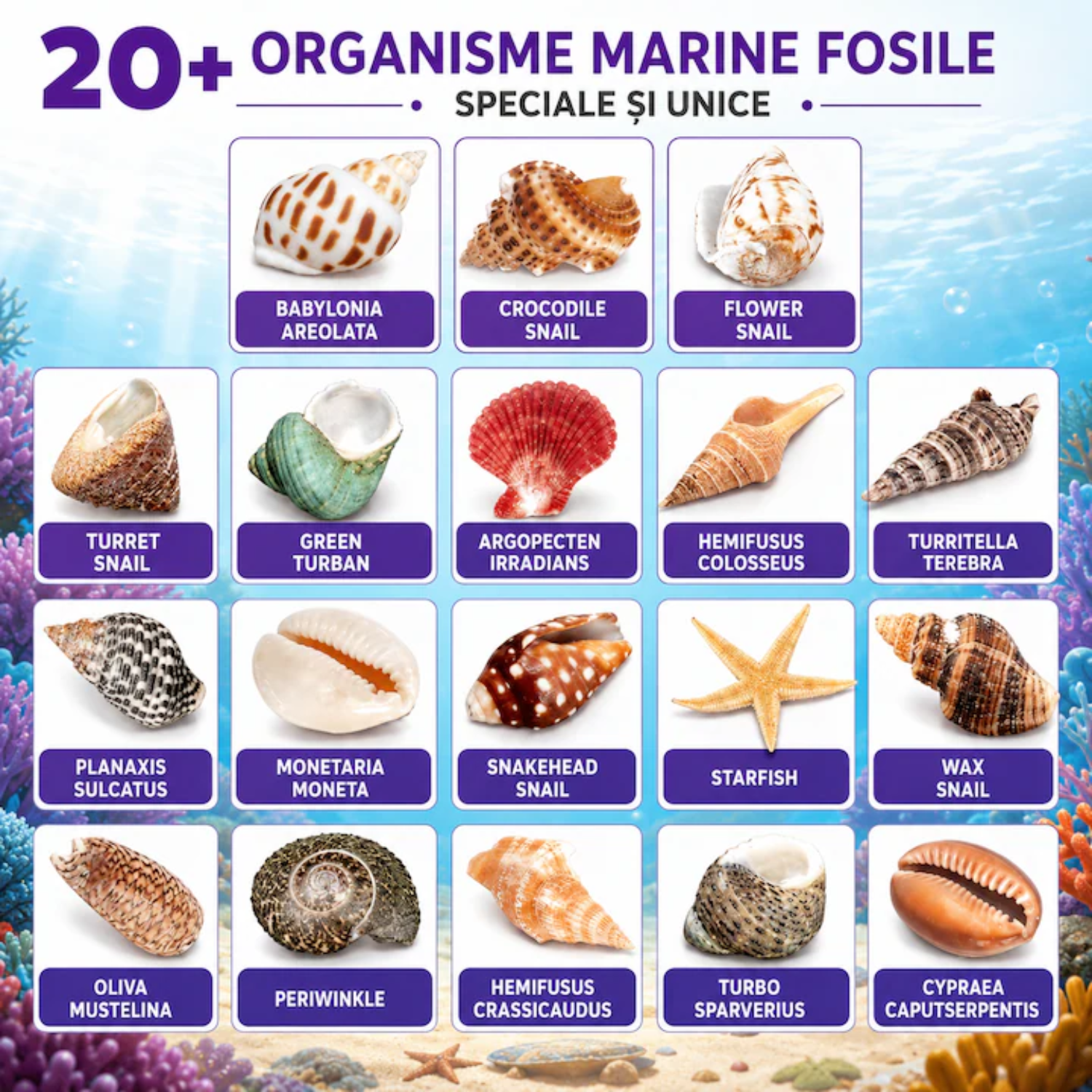 20+ organisme marine: scoici, melci de mare și o stea de mare, fiecare cu numele ei