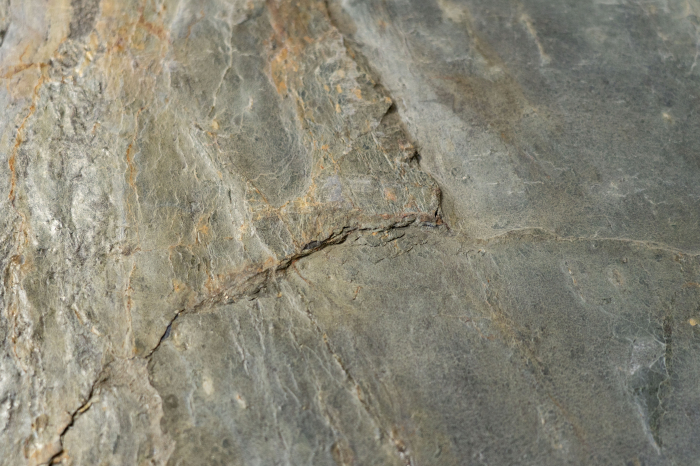 Burning Forest 122x305 cm (3,721 mp) [2]