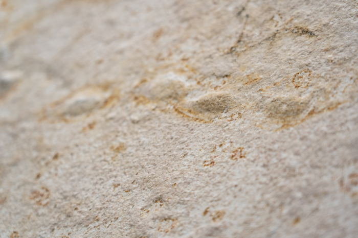 Turkish Yellow 122x244 cm (2,997 mp) [4]