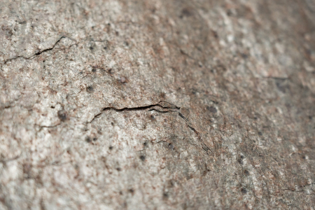 Copper Red 122x244 cm (2,9768 mp) [2]