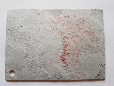 Mostra S. White A6 [6]