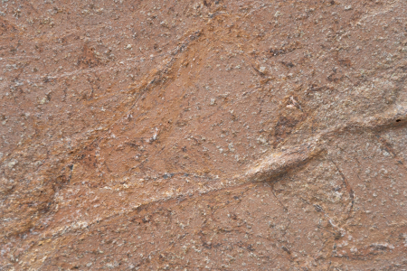 Rainforest Brown 61x122 cm (0,7442 mp) [4]