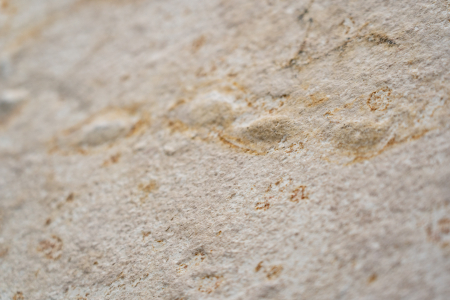 Turkish Yellow 122x244 cm (2,997 mp) [3]