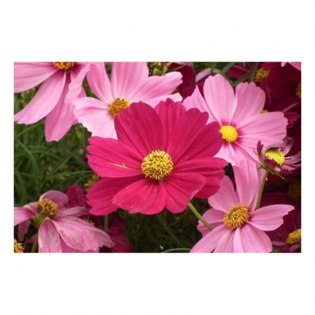 mulaj-matrita-silicon-modelare-flori-pasta zahar-cosmos [1]