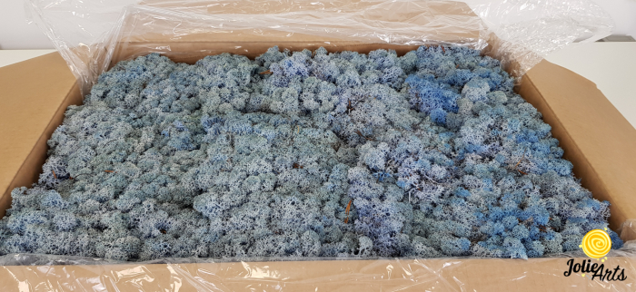 Licheni decorativi naturali stabilizati, culoare albastru lavanda, lavender blue 85,Jolie Arts [1]
