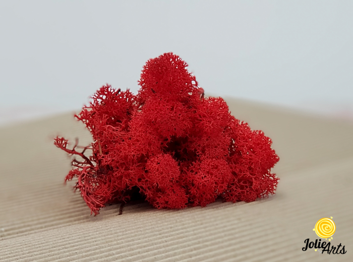 Licheni decorativi naturali stabilizati, culoare Rosu, Red 57, Jolie Arts [2]