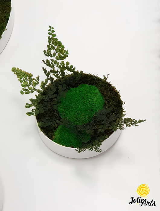Set 6 rame pe rotund cu licheni, muschi si plante naturale stabilizate Jolie Arts [3]