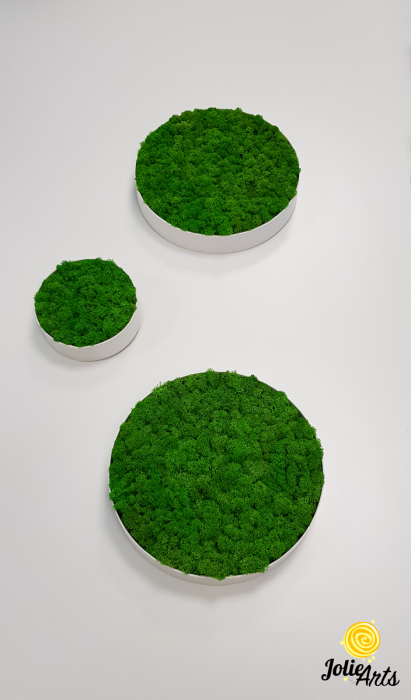 Set 6 rame pe rotund cu licheni, muschi si plante naturale stabilizate Jolie Arts [4]