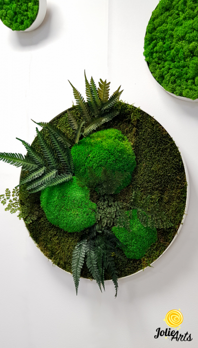 Set 6 rame pe rotund cu licheni, muschi si plante naturale stabilizate Jolie Arts [2]
