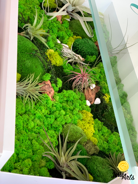 Decoratii interioare cu licheni, muschi, plante naturale stabilizate si plante aeriene [5]