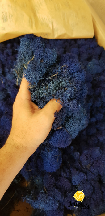 Licheni decorativi naturali stabilizati, calitate premium, culoare Albastru intens / Royal Blue [3]