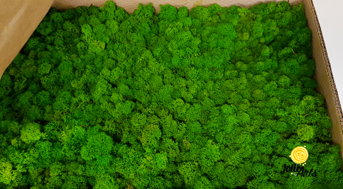 Licheni decorativi naturali stabilizati, culoare Light Green [1]