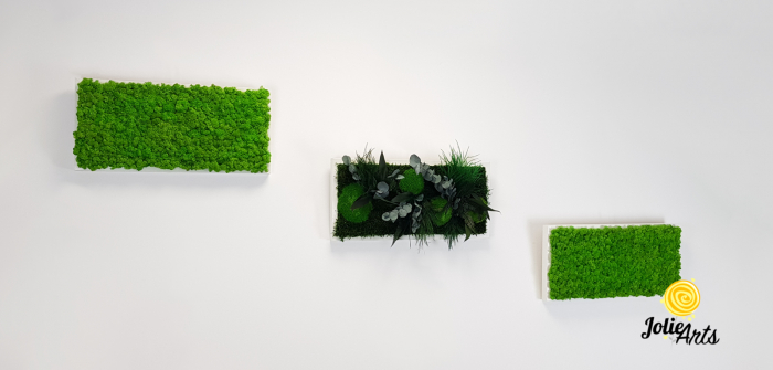 Set Green Day 3 Tablouri Licheni Mușchi Plante Stabilizate [7]