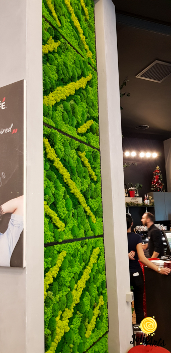 Panouri decorative cafenea, licheni, muschi bombati, plante naturale stabilizate [4]