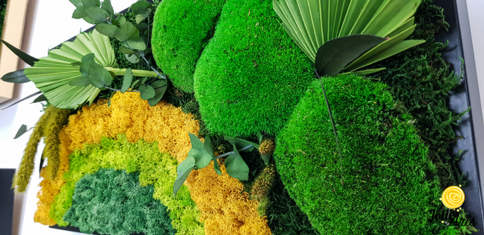Model Soare, tablou licheni, muschi si plante naturale stabilizate, 30 x 70 cm, rama de culoare maro inchis, Jolie Arts, www.tablouriculicheni.ro-2 [8]