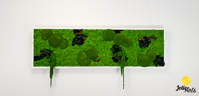 Tablou licheni, muschi si plante naturale stabilizate, Model Green Amaranthus, rama alba, dimensiune 25 x 100 cm, Jolie Arts, www.tablouriculicheni.ro-2 [3]