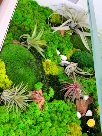 Decoratii interioare cu licheni, muschi, plante naturale stabilizate si plante aeriene [5]