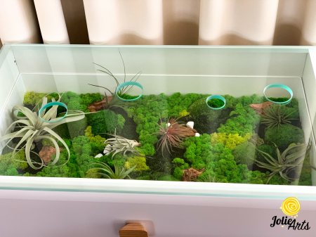 Proiecte personalizate - Decoratii interioare cu licheni, muschi, plante naturale stabilizate si plante aeriene