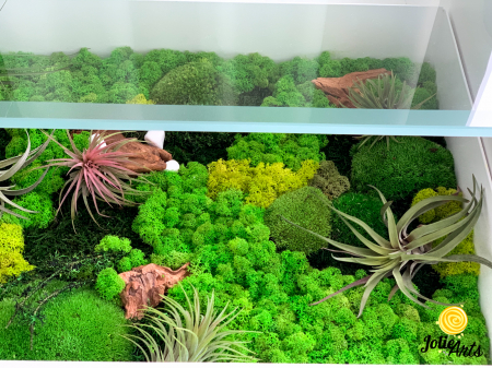 Decoratii interioare cu licheni, muschi, plante naturale stabilizate si plante aeriene [2]