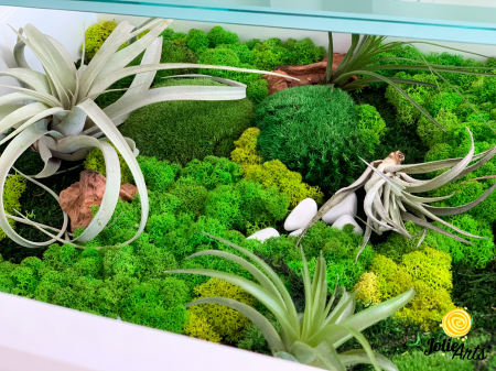 Decoratii interioare cu licheni, muschi, plante naturale stabilizate si plante aeriene [1]