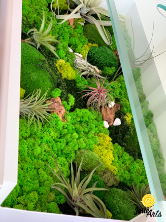 Decoratii interioare cu licheni, muschi, plante naturale stabilizate si plante aeriene [3]