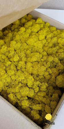 Licheni decorativi naturali stabilizati, culoare Galben / Yellow [0]