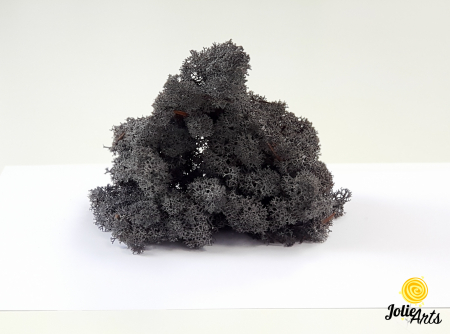 Licheni decorativi naturali stabilizati, culoare Negru, Black 52, Jolie Arts [1]