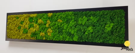 Model Green Chromatic, Tablou Licheni Naturali Stabilizati [4]