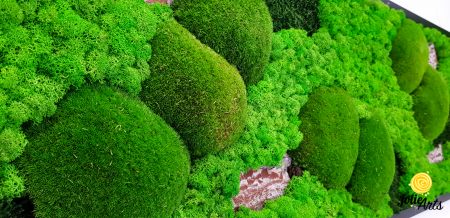 Tablou Scoarță Clasică cu Mușchi de Pădure, Scoarță de Pin și Licheni Naturali [5]
