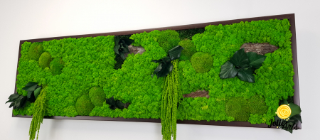 Tablou licheni, muschi bombati, plante si elemente naturale stabilizate Jolie Arts, Model Amaranthus [4]