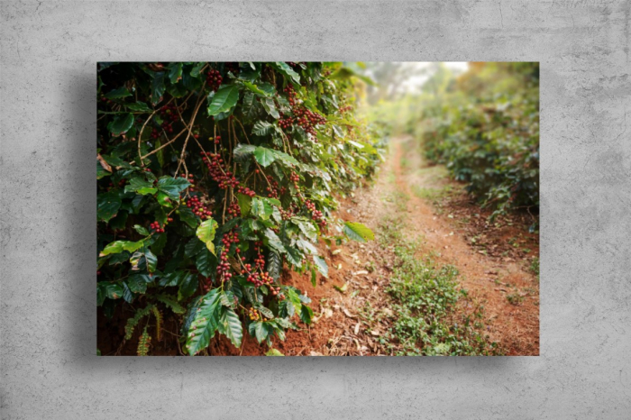 Tablou Canvas - Arborele de cafea [2]