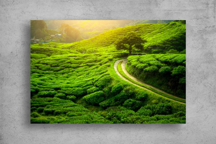 Tablou Canvas - Copacul din plantatia de ceai [2]