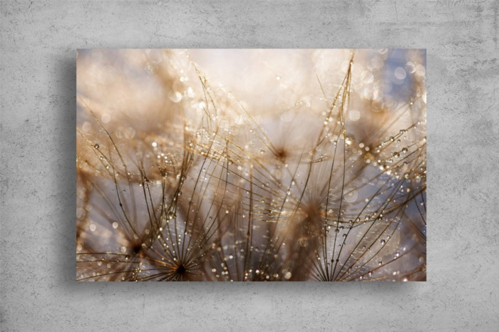 Tablou Canvas - Papadii cu roua in soare [2]