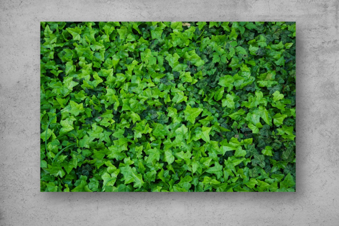 Tablou Canvas - Peretele verde [2]